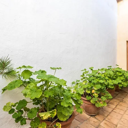 Dom wakacyjny Bewitched Granny's House Pollensa